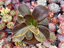 Echeveria 'Fimbriata' Variegated AKA 'Fasciculata' 5" Extra Large Cutting Succulent Plant
