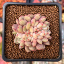 Echeveria 'Ariel' Crested 1"-2" Succulent Plant