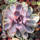 Echeveria 'Perle von Nurnberg' Variegated 5" Succulent Plant