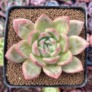 Echeveria 'Orange Champaign' 2" Succulent Plant