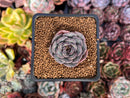 Echeveria 'Wiz Beauty' 1" New Hybrid Succulent Plant