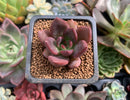 Echeveria 'Gold Jewelry' 1" New Hybrid Succulent Plant