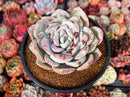 Echeveria 'Ivory' 4"-5" Powdery Succulent Plant
