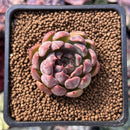 Echeveria Agavoides 'Magic Plot' 1" Succulent Plant