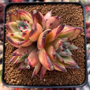 Echeveria Agavoides 'Topaz' 3" Succulent Plant