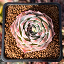 Echeveria 'Pinkmoon Shower' 2" Succulent Plant