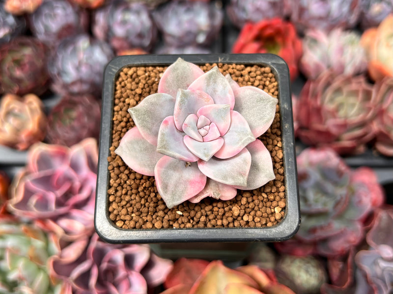 purple and pink succulents Graptopetalum 'Purple Delight' Variegated 1" Succulent Plant – True Succulents Plant Co