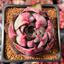Echeveria 'Casio' Variegated 2" Succulent Plant