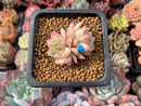 Echeveria 'Mebina' Variegated 1" Small Succulent Plant