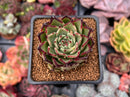 Echeveria Agavoides 'Sarabony' 2" Succulent Plant