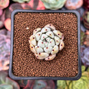 Echeveria 'Bijou' 1" New Hybrid Succulent Plant