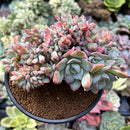 Echeveria 'Marina' Crested 4" Succulent Plant