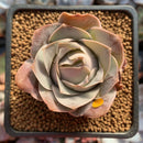 Greenovia 'El Hiero' 1" Succulent Plant
