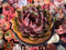 Echeveria Agavoides 'La Vie en Rose' 5" Succulent Plant