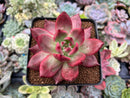 Echeveria Agavoides 'Amestro' 3" Succulent Plant