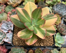 Echeveria 'Jyulia' Variegated 4" Succulent Plant