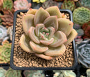 Echeveria 'Yellow Champaign' 2" Succulent Plant