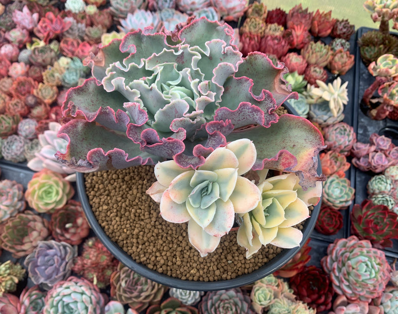 very large succulents Echeveria 'Japan Moon River' Variegated 6" Very Large Cluster Succulen – True Succulents Plant Co