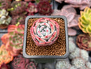 Echeveria 'Horizon' 1" Succulent Plant