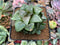 Haworthia Comptoniana 'Stained glass' Cluster 3" Succulent Plant