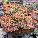 Echeveria 'Muppy' Crested 7"-8" Succulent Plant