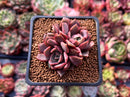 Echeveria 'Vasilisa' 1"-2" Succulent Plant