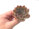 Echeveria 'Fiona' 2" Succulent Plant