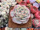 Echeveria 'Redmoon' 3" Succulent Plant