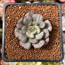 Echeveria 'Moranii' Variegated 1" Succulent Plant
