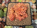 Echeveria Agavoides 'Elkhorn' Crested 3" Succulent Plant