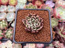 Echeveria Agavoides 'Black Cat' 1" Succulent Plant
