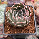 Echeveria 'Shanarae 2" Air Magic Hybrid Succulent Plant