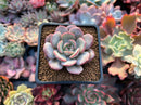 Echeveria 'Soulmint' 2" Succulent Plant