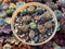 Collection of Lithops Plants 4" (x11 Living Stones)