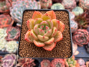 Echeveria 'Orange Champaign' 3" Succulent Plant