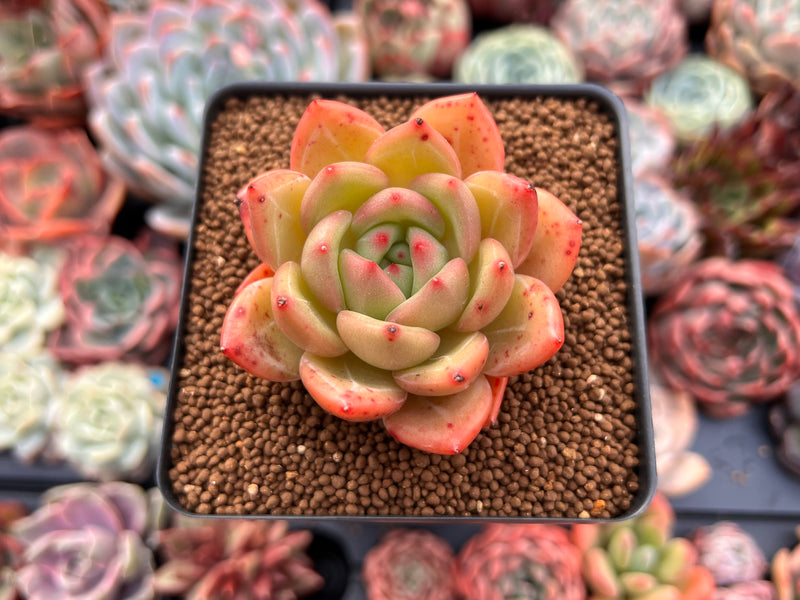 orange red succulent Echeveria 'Orange Champaign' 3" Succulent Plant