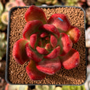Echeveria Agavoides sp. 2" Succulent Plant