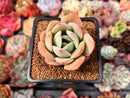 Echeveria 'Lemon Tree' 2" Succulent Plant