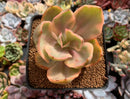 Echeveria 'Golden State' Variegated 3" Succulent Plant