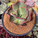 Echeveria 'Suyon Frill' 3"-4" Succulent Plant