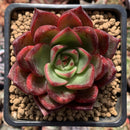 Echeveria Agavoides 'Heaven' 2" Succulent Plant