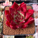 Echeveria Agavoides 'Hongsi' 3" Succulent Plant