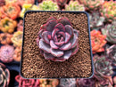 Echeveria 'Mirine' 1"-2" Succulent Plant