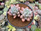 Pachyphytum 'Deokman' 3" Powdery Succulent Plant