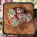 Echeveria 'Nanahukumini' 2" Cluster Succulent Plant