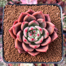 Echeveria 'Sharman' 2" Succulent Plant