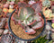 Echeveria 'Beserk' Variegated 4"-5" Succulent Plant