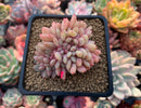 Echeveria 'Ariel' Crested 2" Succulent Plant