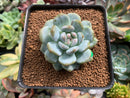 Echeveria 'Orange Monroe' 2" Succulent Plant