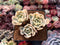 Echeveria Runyonii Variegated (Aka Echeveria 'Akaihosi' Variegated) 2" Cluster Succulent Plant